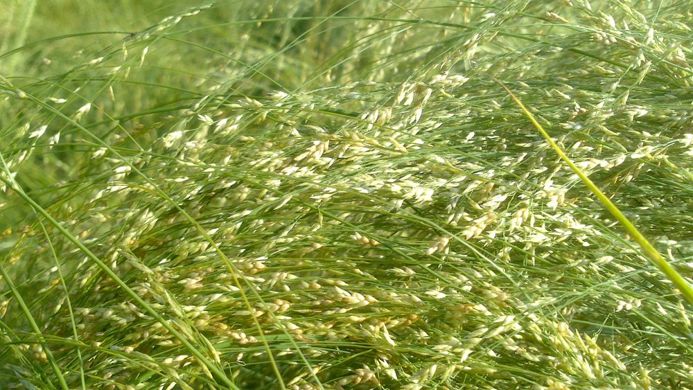 Teff: The highly nutritious grain